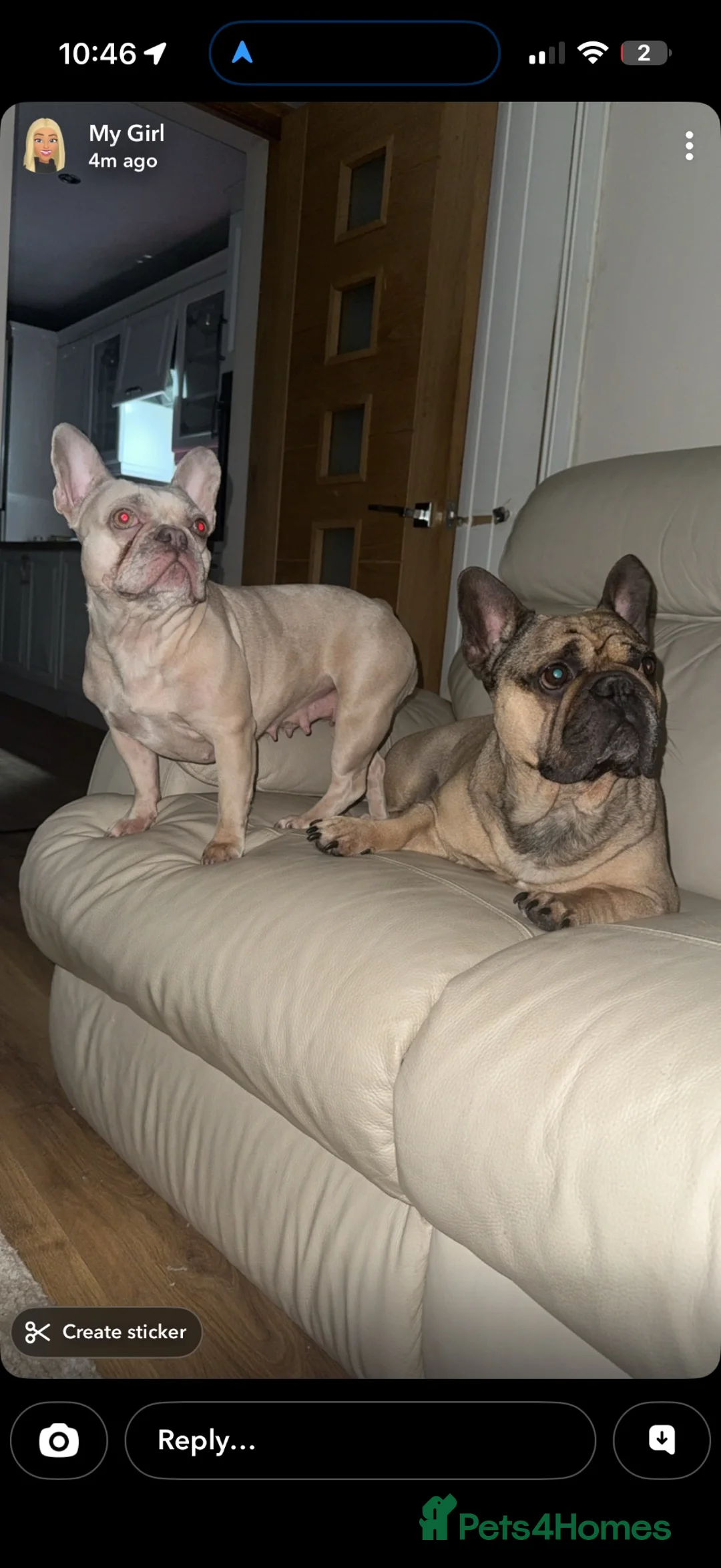 French Bulldog dogs for sale: French bulldog  in Maesteg - Advert 2