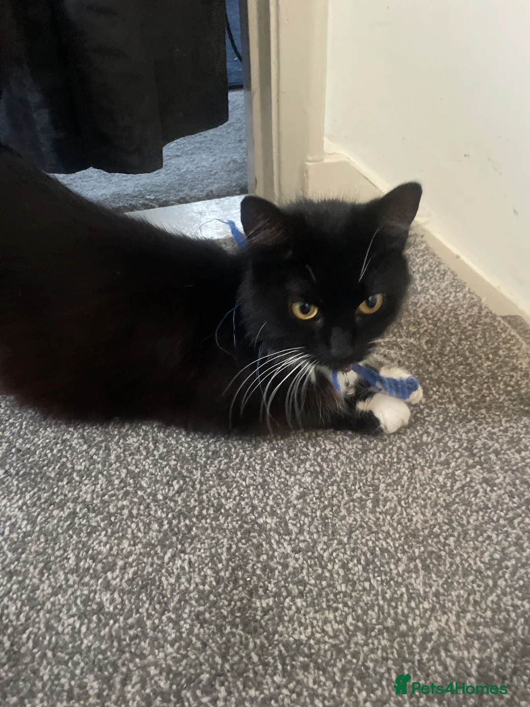 Mixed Breed cats for sale: 3kittens for sale mixed sex  - Advert 2