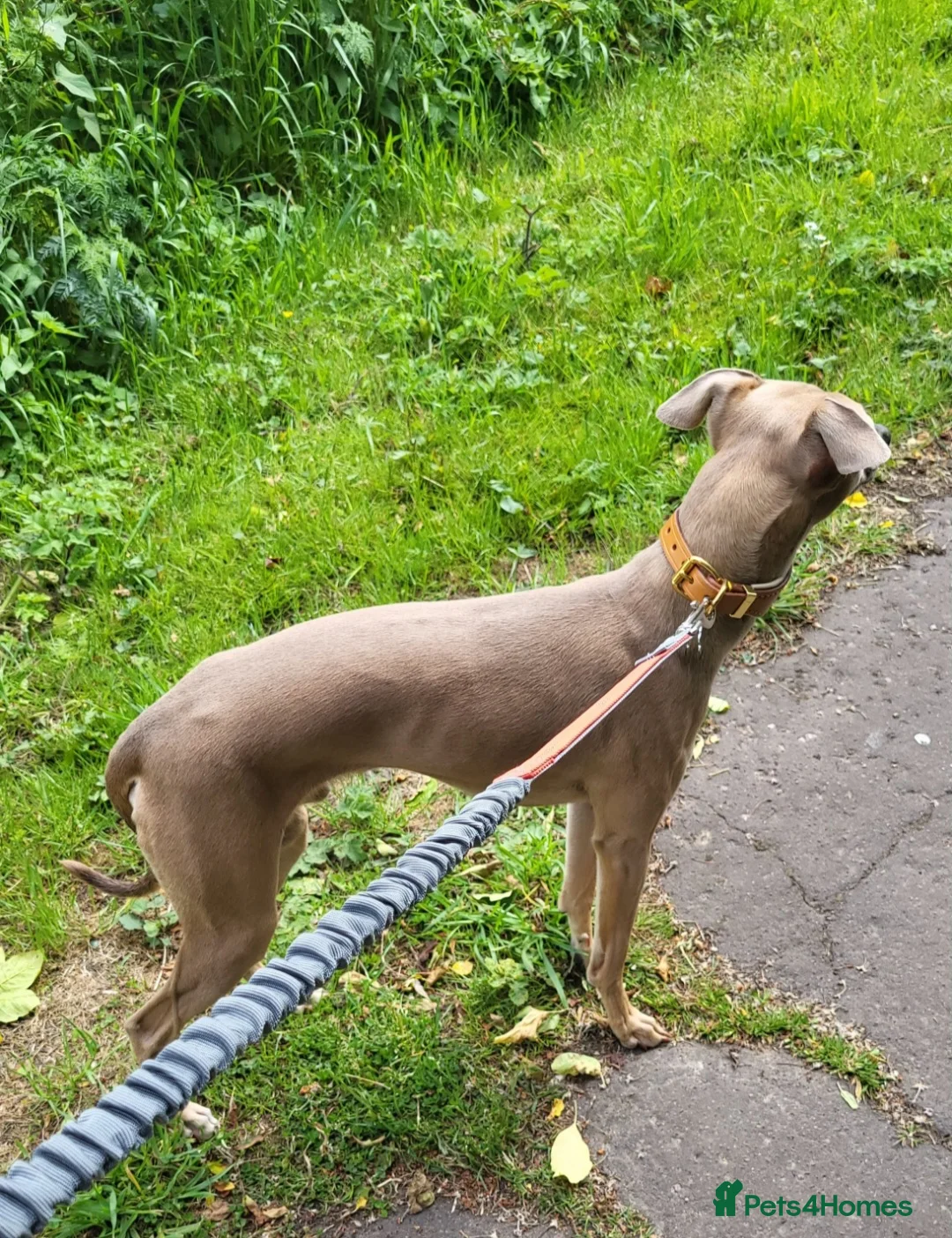 Italian Greyhound dogs for stud: Italian greyhound for stud  - Advert 10