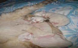 Ragdoll cats for sale: 4 Beautiful Ragdoll Kittens - Image 3