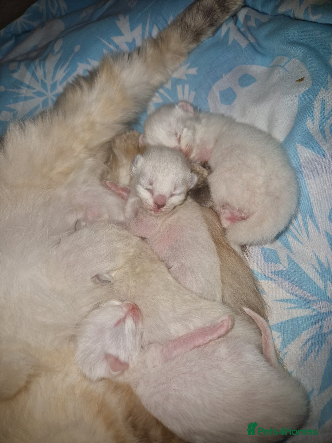 Ragdoll cats for sale: 4 Beautiful Ragdoll Kittens - Image 3
