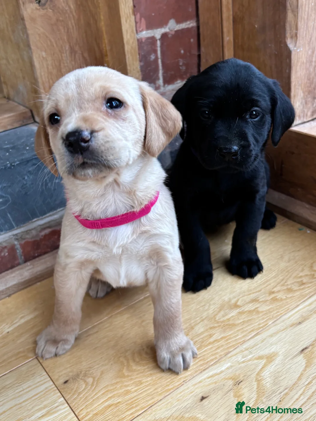 Labrador Retriever dogs for sale: Stunning Labradors KC registered DNA Tested Hip Sc - Advert 3