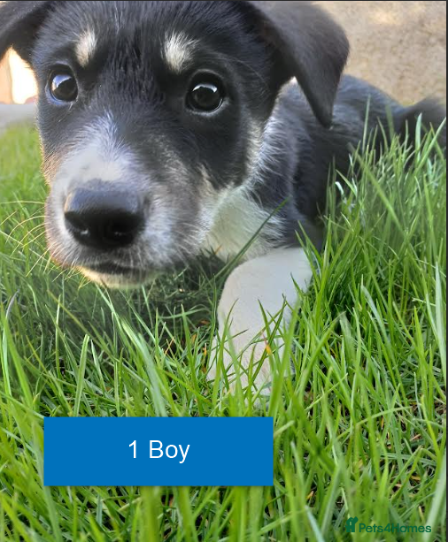 Border Collie dogs Pedigree tri-colour border collie puppies - Advert 1