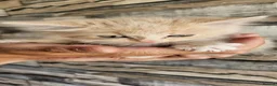 Mixed Breed cats for sale: Diluted Kittens READY for their forever homes  - Advert 4