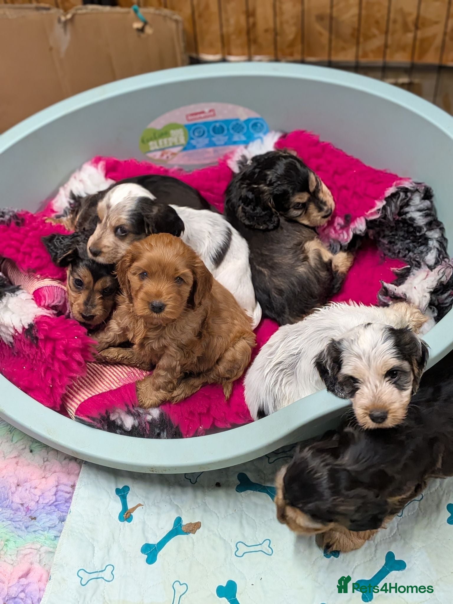 Cockapoo dogs Gorgeous cockapoos - Advert 4