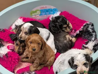 Cockapoo dogs Gorgeous cockapoos - Advert 4