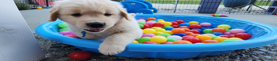 Golden Retriever Puppy 1