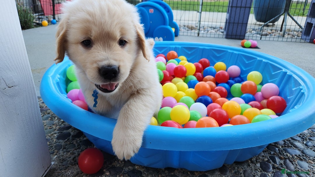 Golden Retriever dogs for sale: 7 Litter Of Golden Retrevier Pups Ready Now. - Image 4
