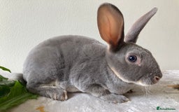 Rex rabbits for sale: Mini REX Bunnies - Image 3