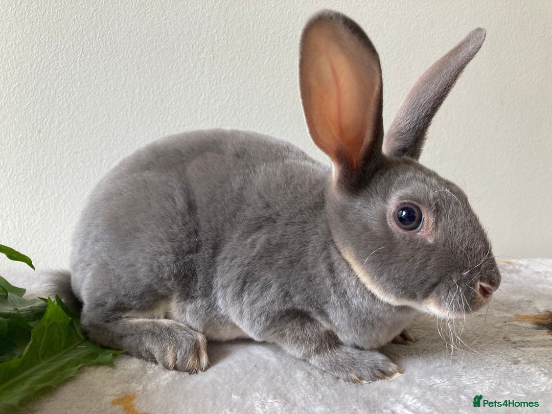Rex rabbits for sale: Mini REX Bunnies - Image 3