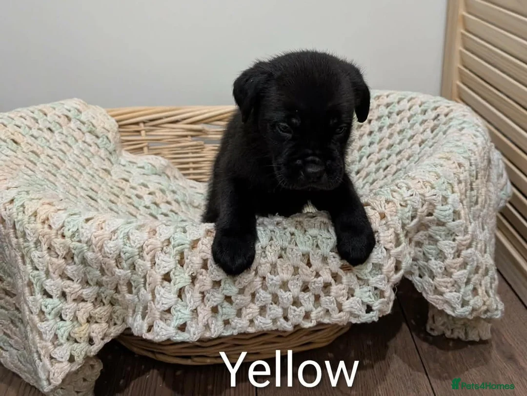 Cane Corso dogs for sale: ⚡Cane Corso puppies ⚡ - Advert 9