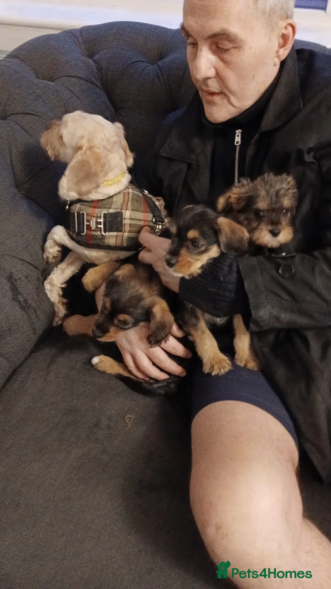 Mixed Breed dogs for sale: Miniature schnoodle puppies  - Advert 6