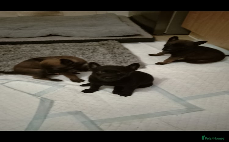 Belgian Shepherd Dog dogs - Advert 1