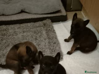Belgian Shepherd Dog dogs Belgian malinois puppies - Advert 10