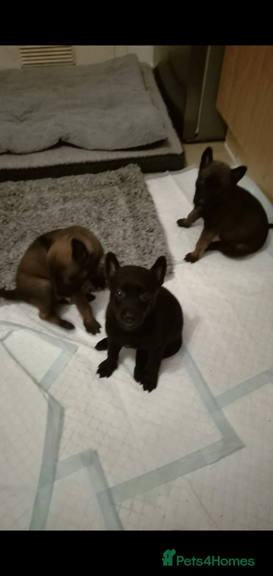 Belgian Shepherd Dog dogs for sale: Belgian malinois puppies  - Advert 1
