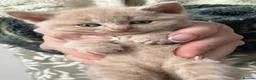 British Shorthair cats for sale: British short hair kitten - Advert 10