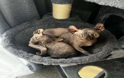 Sphynx cats for sale: LAST 2 tortie elf girls left  - Image 31