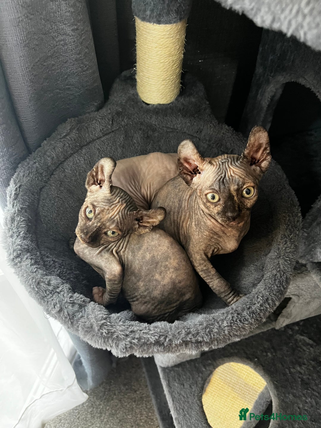 Sphynx cats for sale: LAST 2 tortie elf girls left  - Image 31