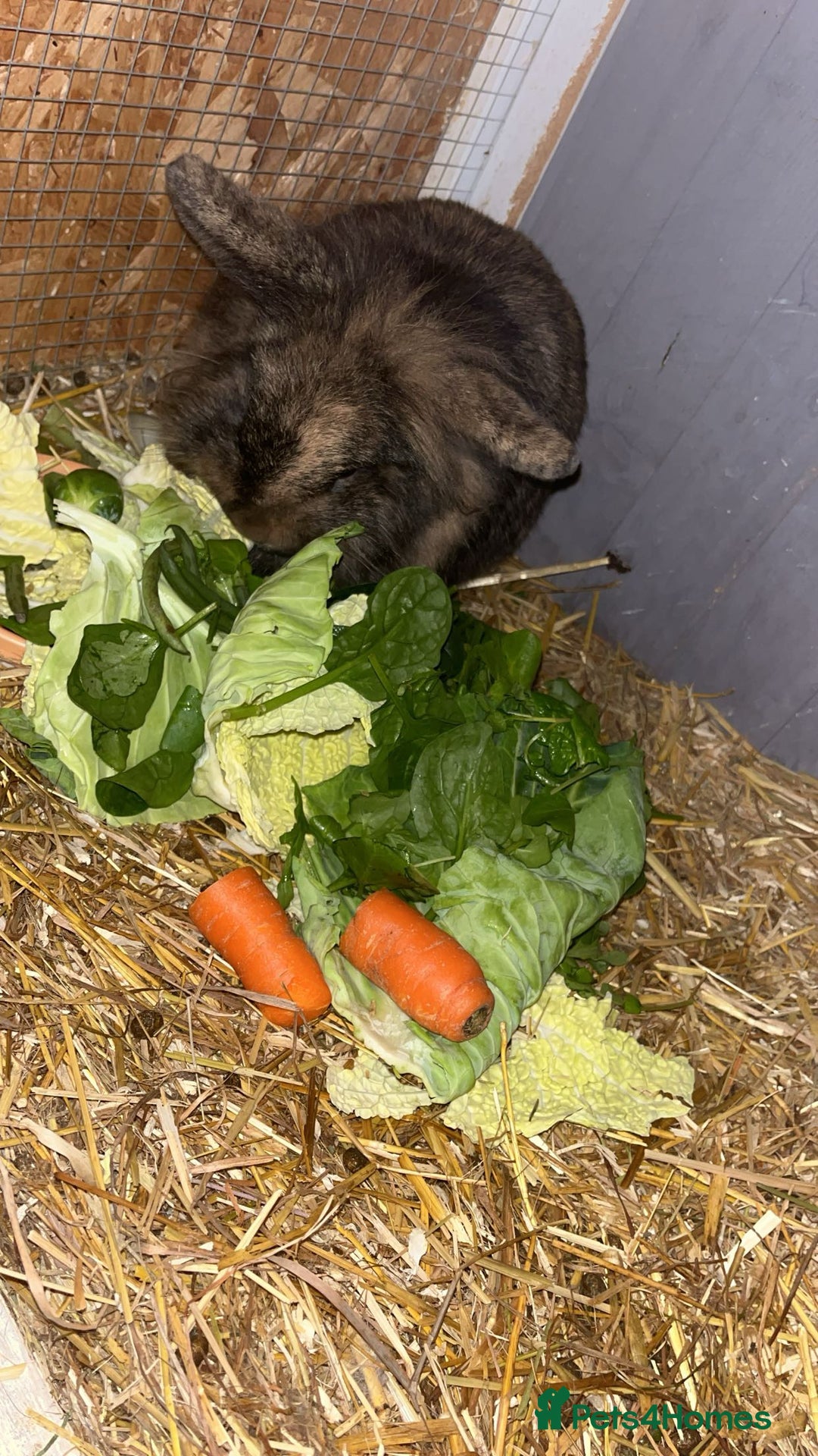 Mixed Breed rabbits for sale: 2 Lop ear crossed Lion-head Rabbits - Advert 2