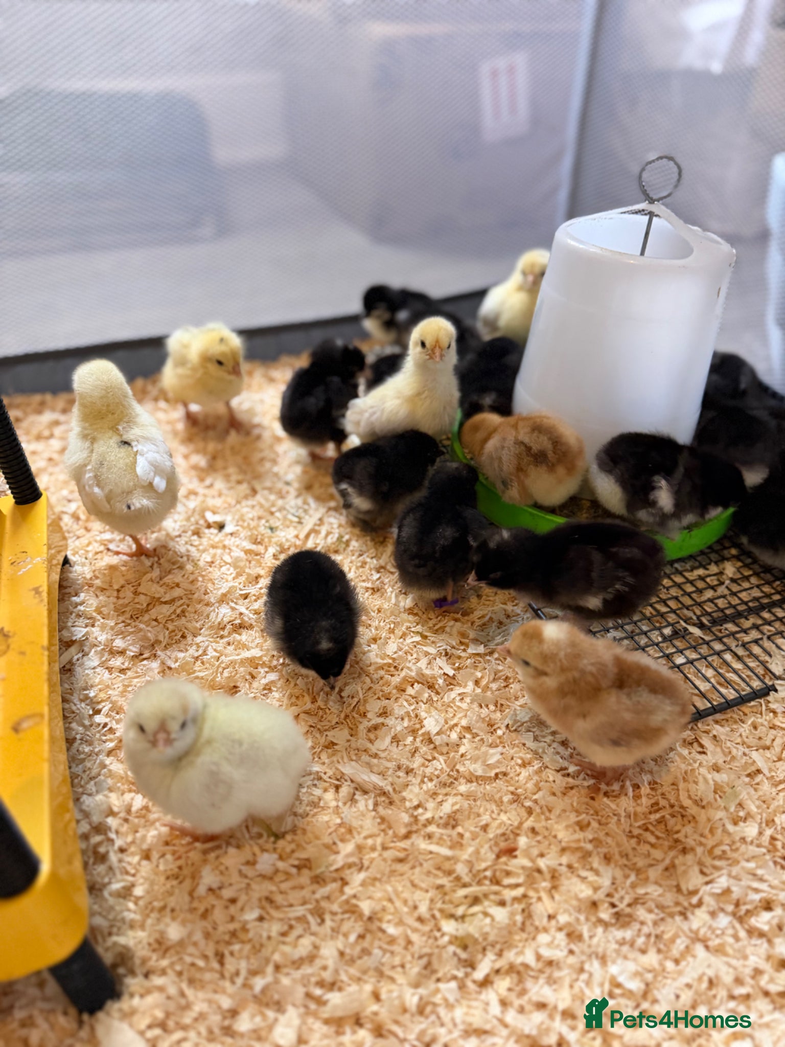 Chickens poultry Olive Egger & Copper Black Maran chicks - Advert 1