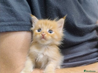 Maine Coon cats 5 fluffy full Maine Coon kittens. Ready mid Dec - Advert 12