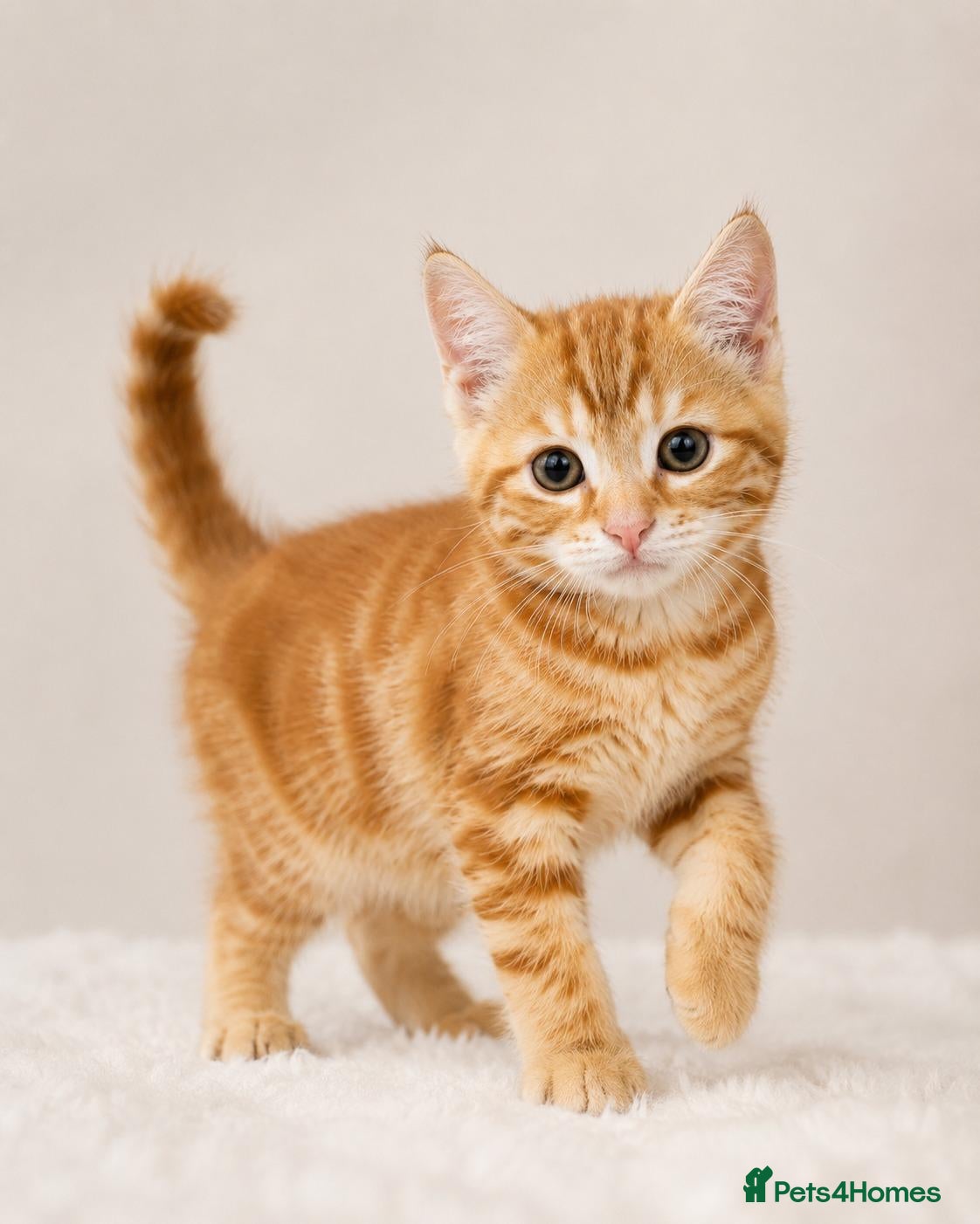 Siberian cats Half Siberian kitten for discount price. - Advert 2