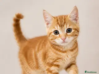 Siberian cats Half Siberian kitten for discount price. - Advert 2