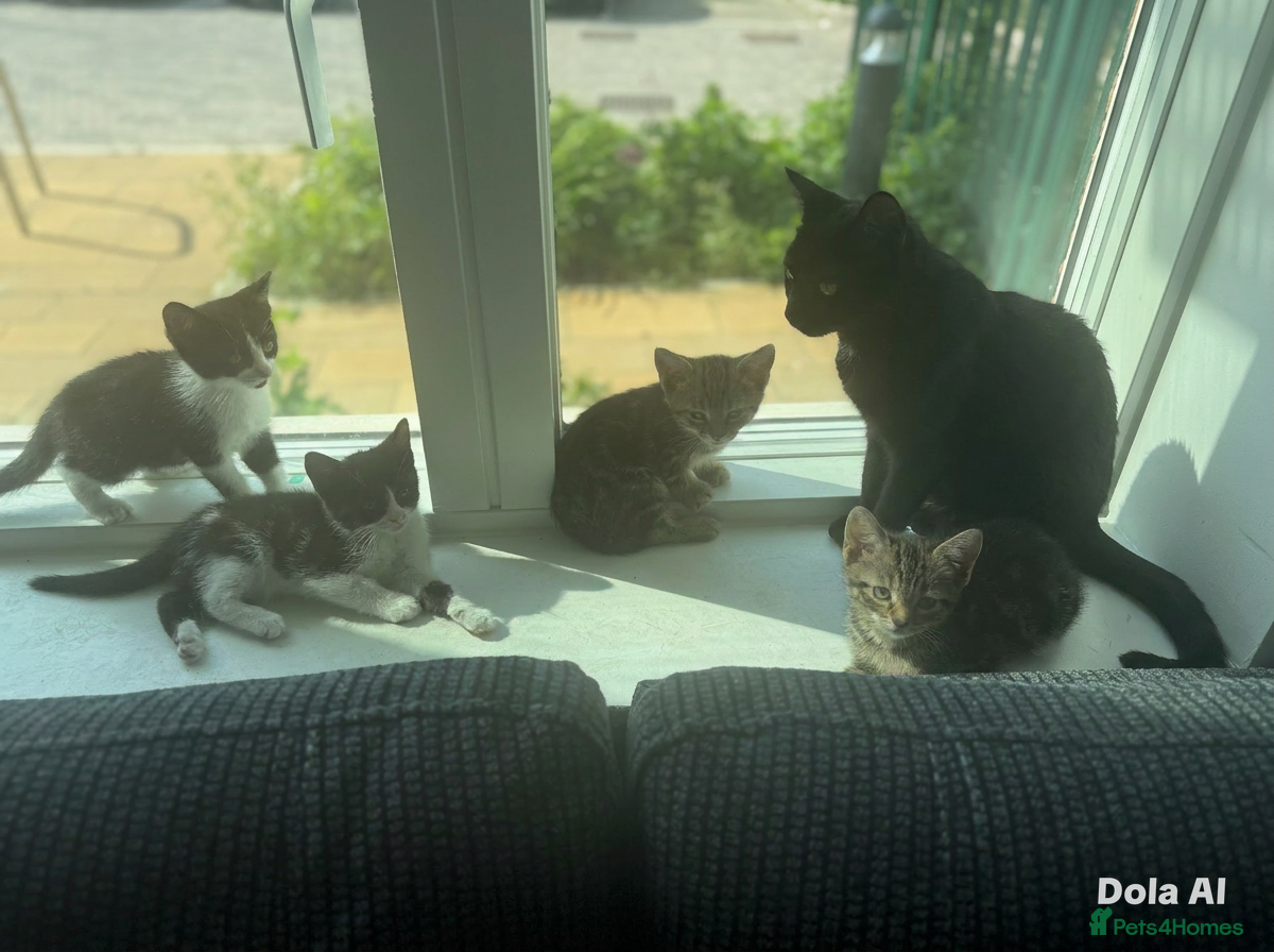 British Shorthair cats 8 week old kittens  - Advert 1