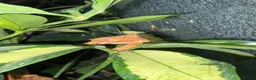 Gecko reptiles for sale: Crested Geckos in Immingham - Advert 2
