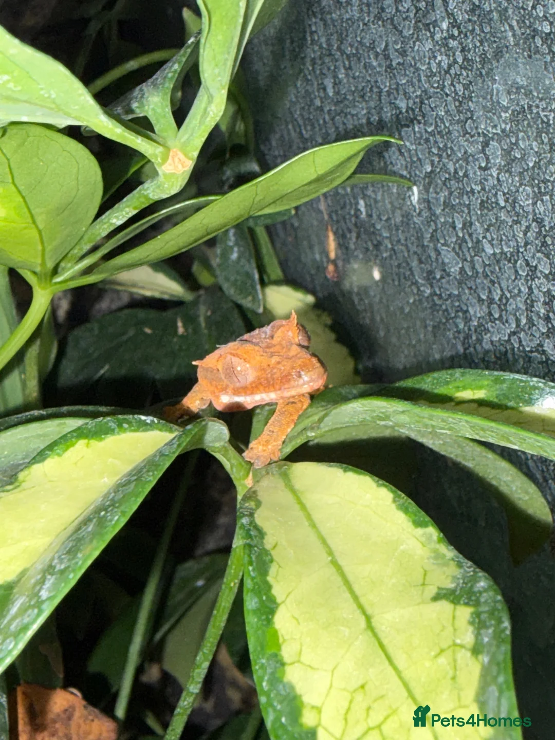 Gecko reptiles for sale: Crested Geckos in Immingham - Advert 2