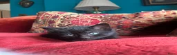 Pixie Bob cats for sale: Pixie Bob kittens - Polydactyl and non polydactyl - Advert 11