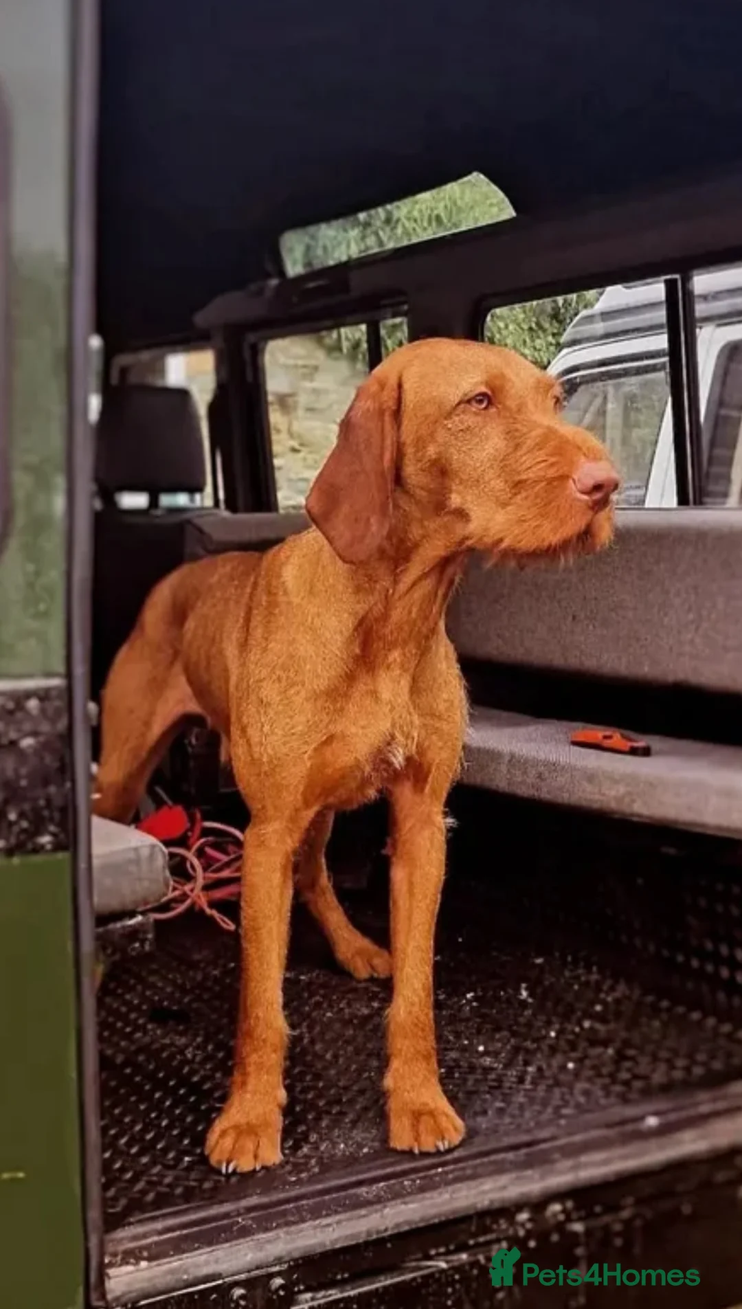 Hungarian Vizsla dogs for sale: Hungarian wirehaired vizsla- fully health tested  - Advert 7