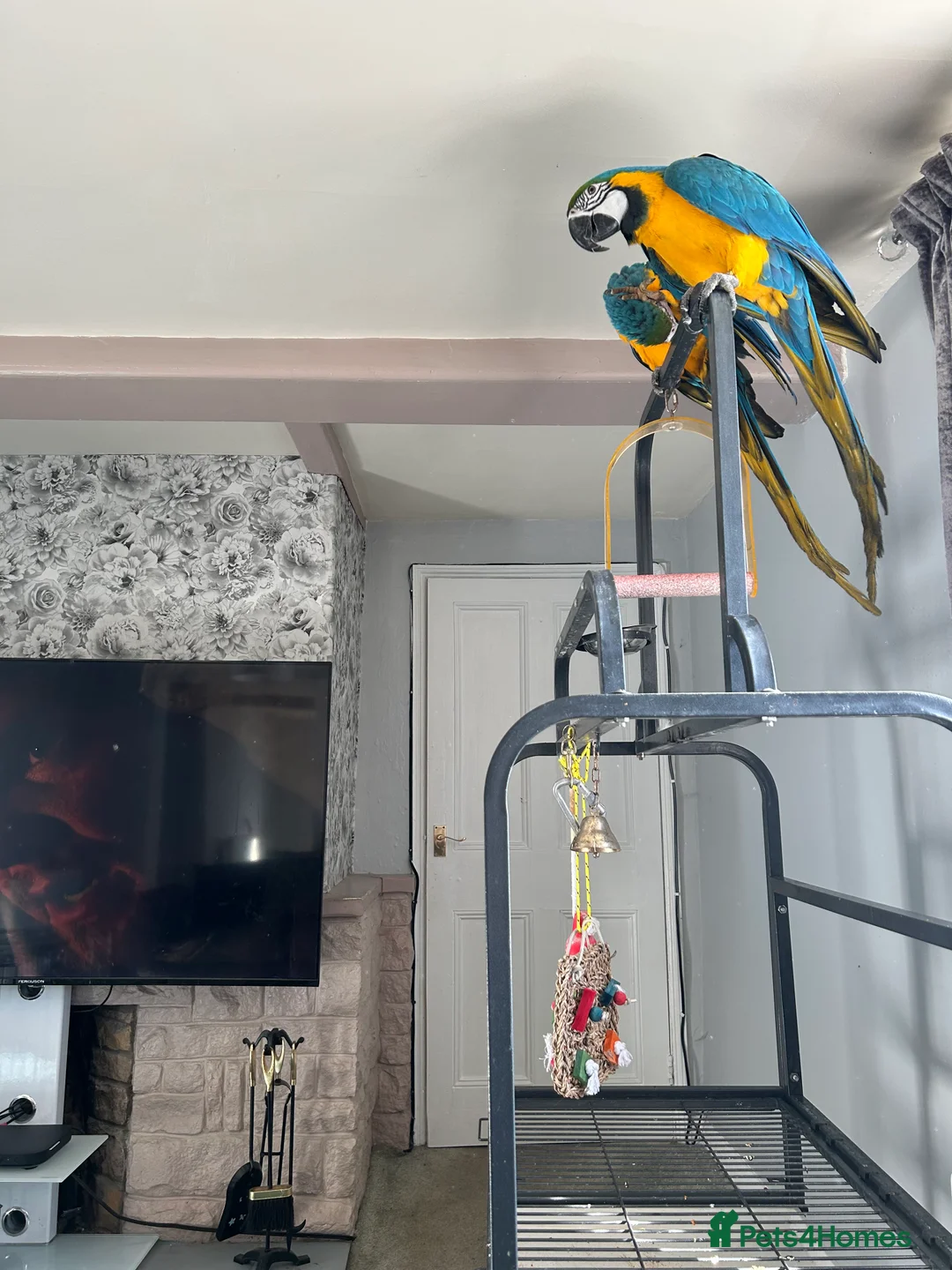 Macaws birds for sale: Macaws  - Advert 5