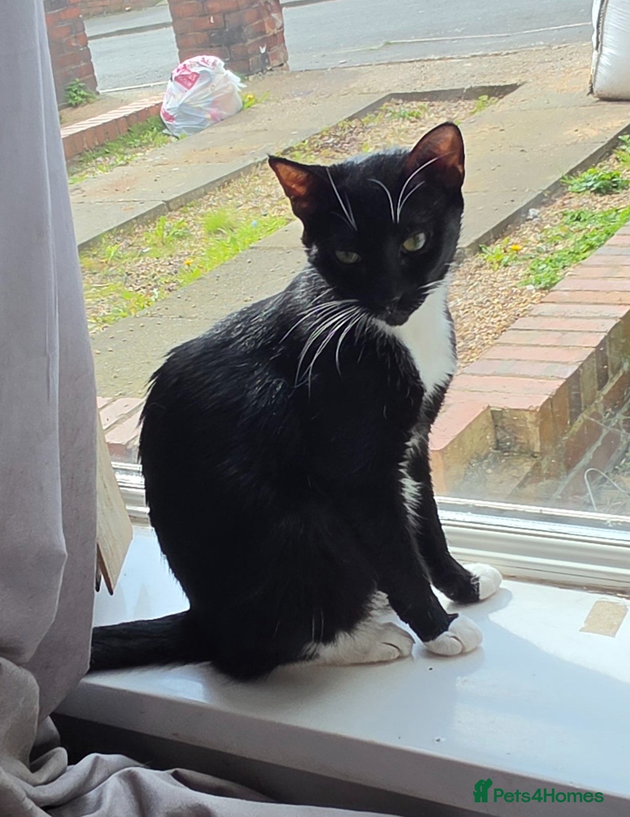 Mixed Breed cats Beautiful kittens  - Advert 9