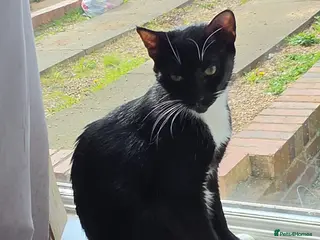 Mixed Breed cats Beautiful kittens - Advert 7