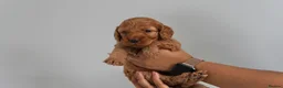 Cavapoo dogs for sale: Cute Cavapoo Puppies Looking for Forever Homes - Advert 3
