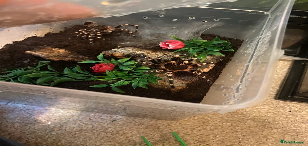 Gallery Image {{count}}