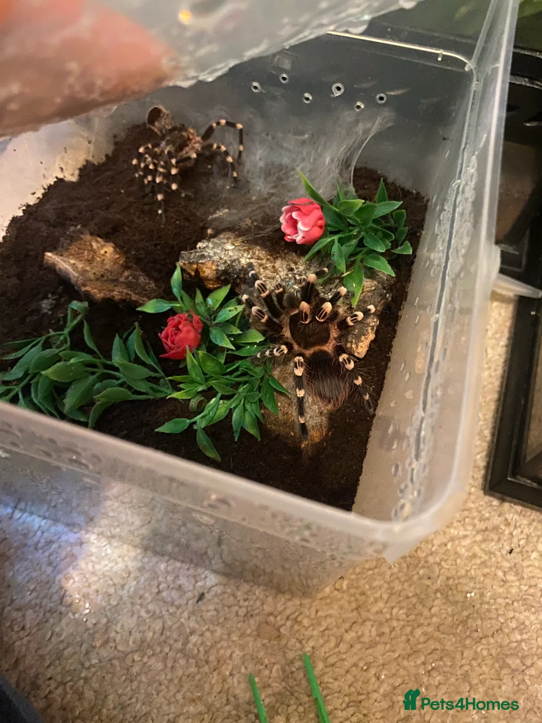 Gallery Image {{count}}