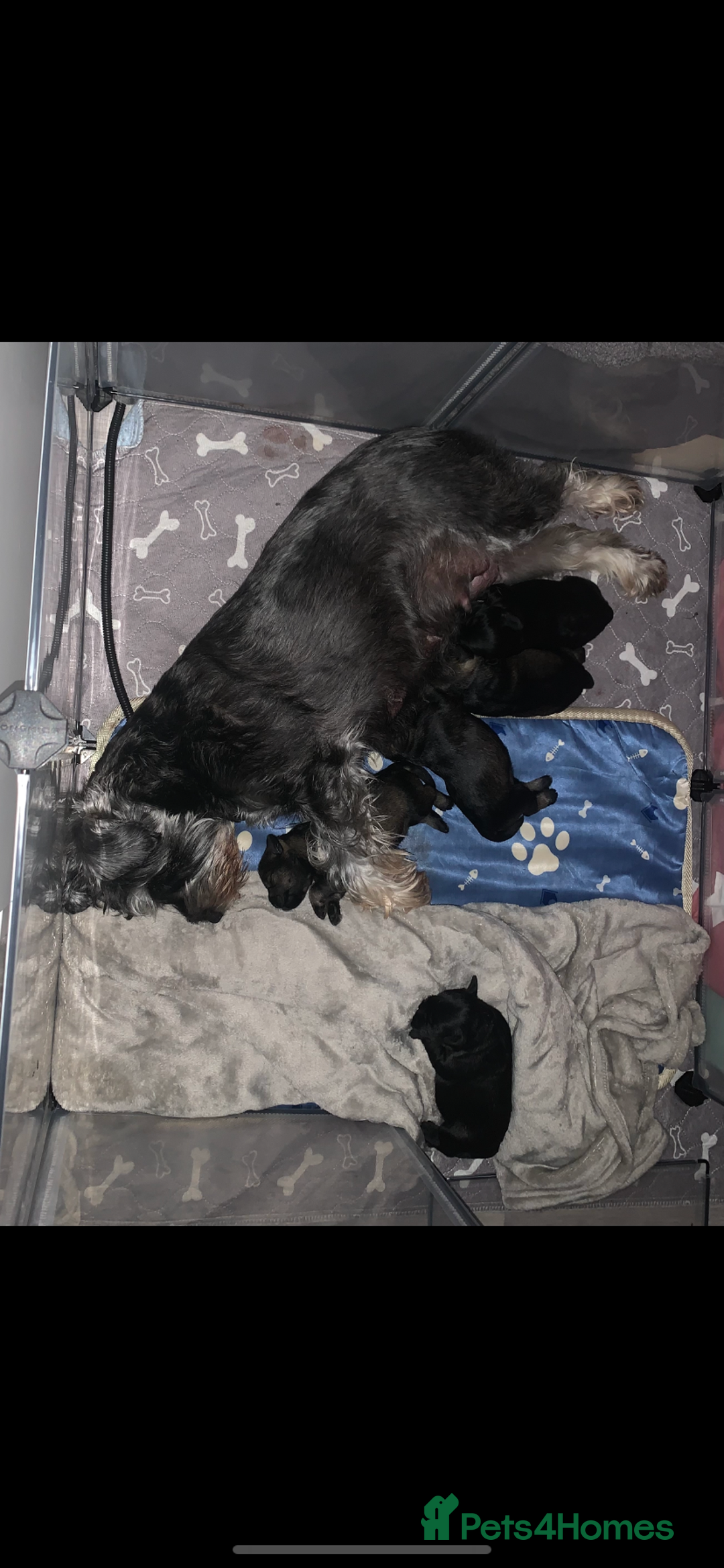 Miniature Schnauzer dogs for sale: Miniature Schnauzers for sale!  - Advert 3