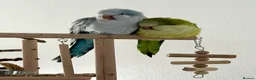 Parrots birds for sale: Pair of Quaker parrots - Advert 4