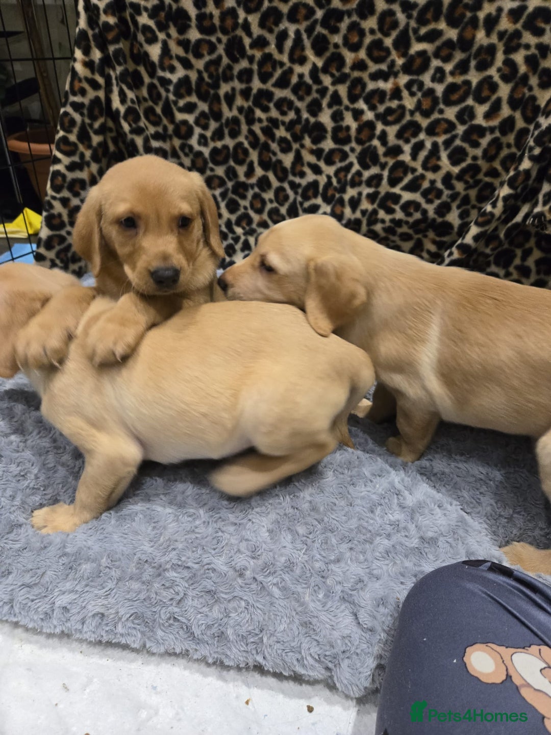 Labrador Retriever dogs for sale: ✨ Golden Retriever Puppies – Ready 4 Sept ✨ - Image 10