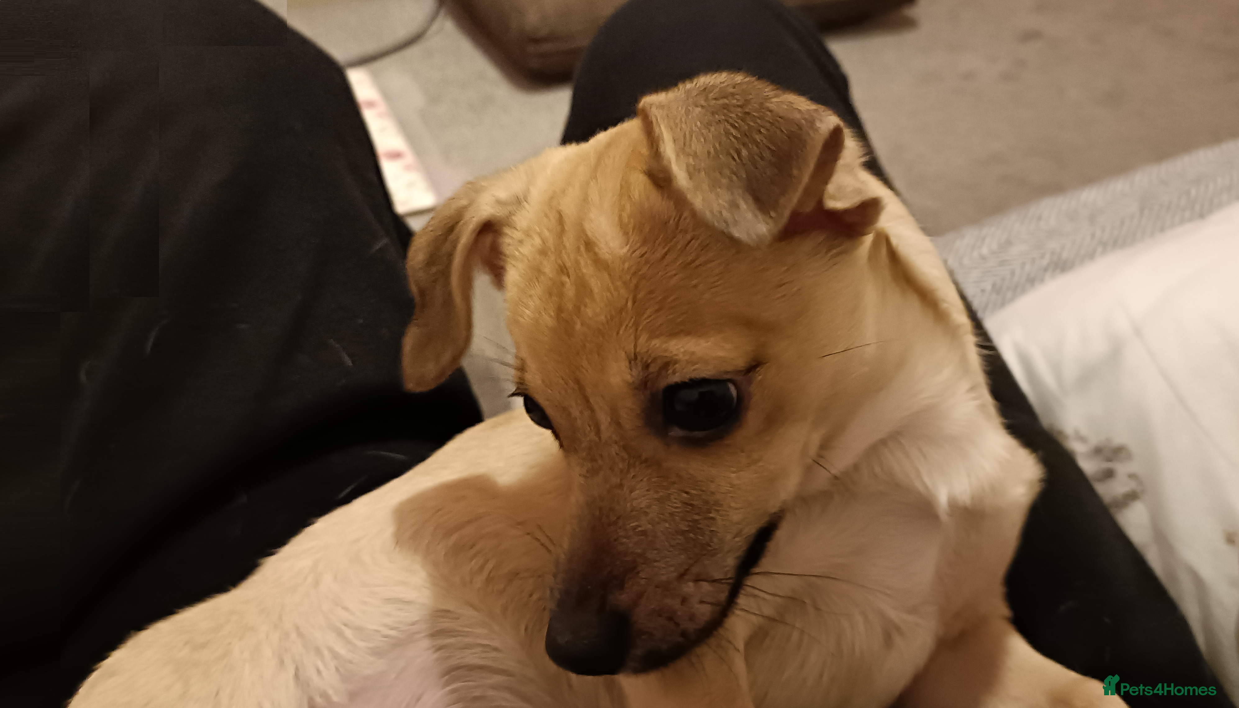 Mixed Breed dogs Jackawawa Jack Russell Chihuahua Girl 4 month old  - Advert 1