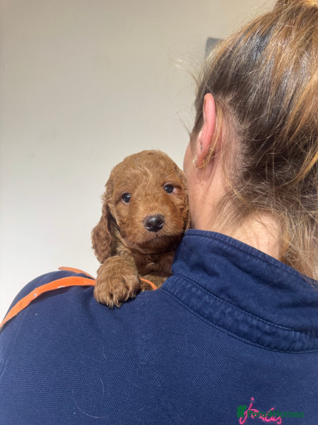 Cockapoo dogs for sale: Beautiful Fully health checked ready 22/09/2025 - Image 3