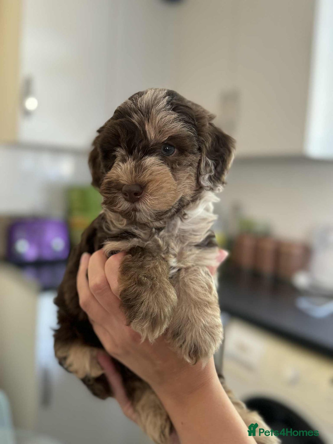 Sheepadoodle dogs for sale: F1b mini sheepadoodles - Image 21