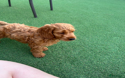 Cockapoo dogs for sale: Cockapoo puppies for sale  - Image 1
