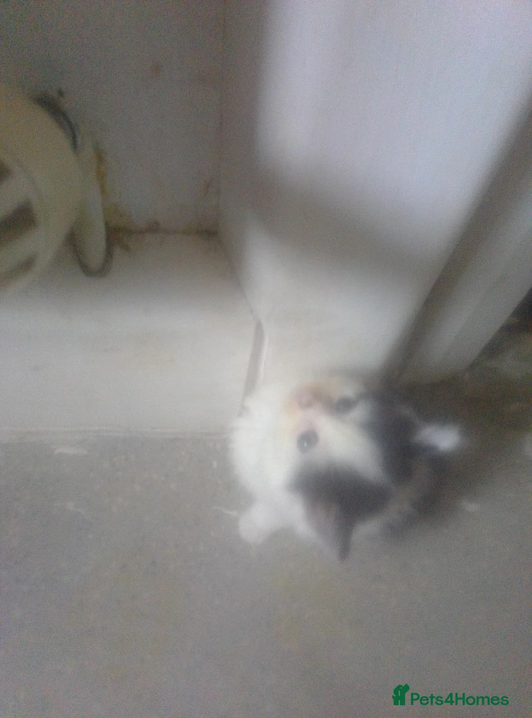 British Longhair cats for sale: Kittens for sale in Bradford - Advert 9