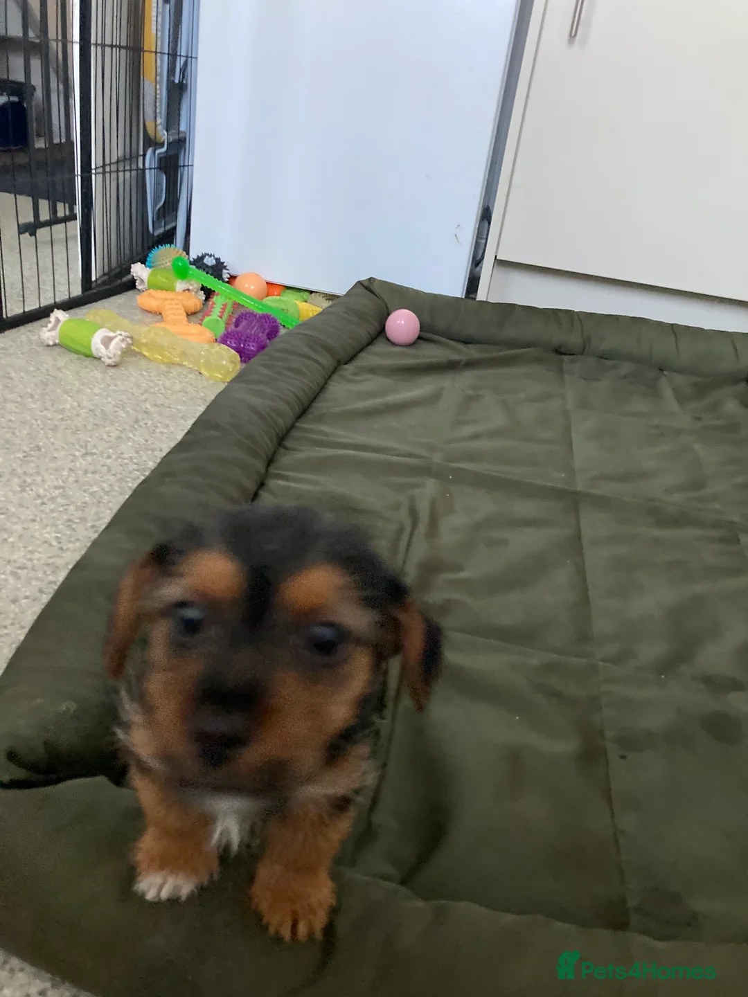 Jack Russell dogs for sale: Jack Russell  - Advert 9