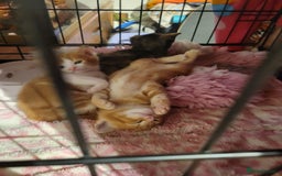 Domestic Shorthair cats for sale: Kittens looking for familys - Image 2