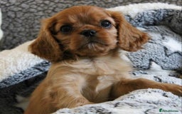 Cavalier King Charles Spaniel dogs for sale: High quality Cavalier King Charles Spaniel Puppies - Image 2