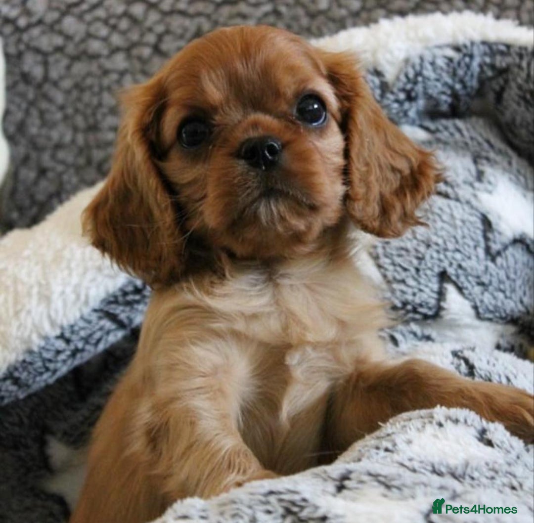 Cavalier King Charles Spaniel dogs for sale: High quality Cavalier King Charles Spaniel Puppies - Image 2